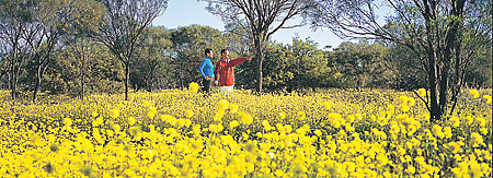 Australia wildflower season travel event sea of colour western festival