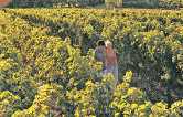 #49 Travel Margaret River vineyards
