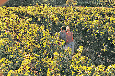 #49 Travel Margaret River vineyards