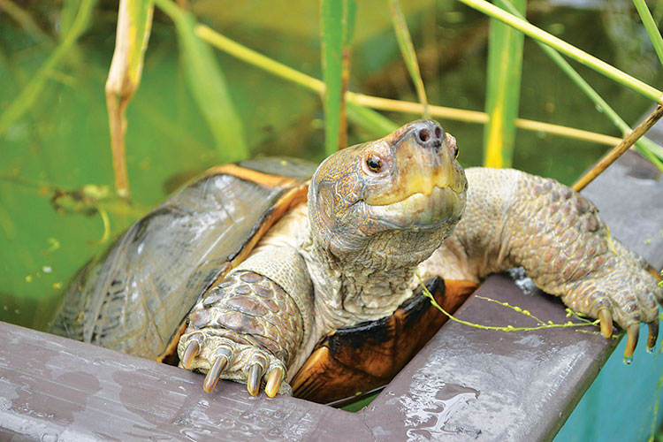 Andrea the Giant Asian Pond Turtle