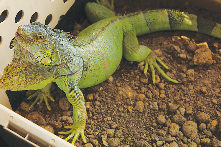 Kanmani the Green Iguana