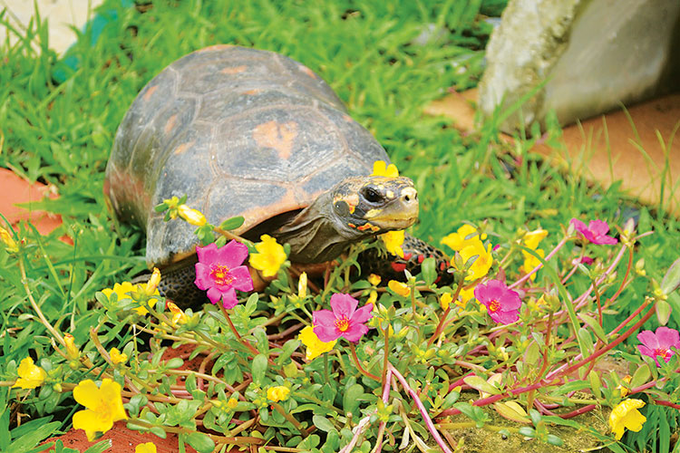 Peanut the Red-Footed Tortoise