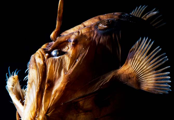 The Deep: Be Amazed By What Lurks Beneath The Oceans - Weekender.com.sg