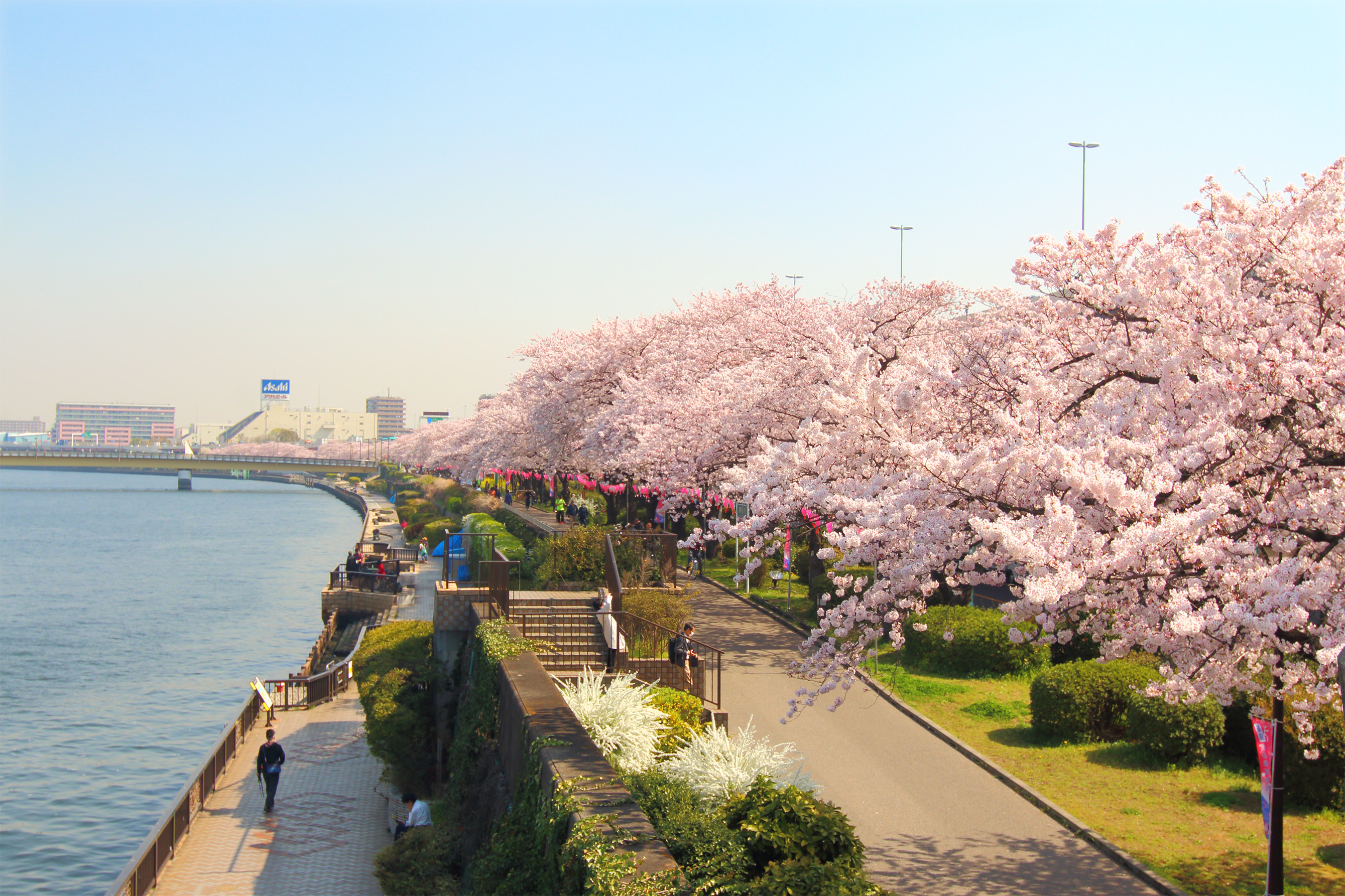 Парка хана. Река Сумида Токио. Парк Сумида. Парк Сумида Токио Ханами. Сумида (река) реки Токио.