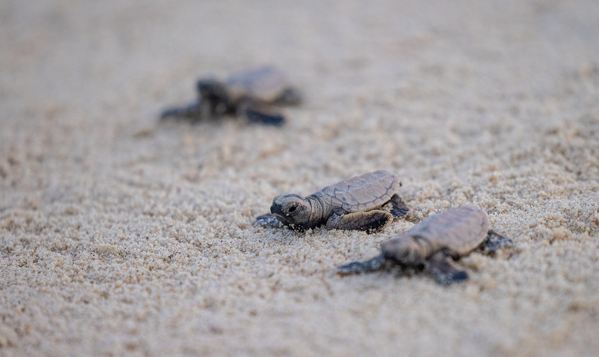 Hawksbill turtles released at Siloso Beach - Weekender.Com.Sg