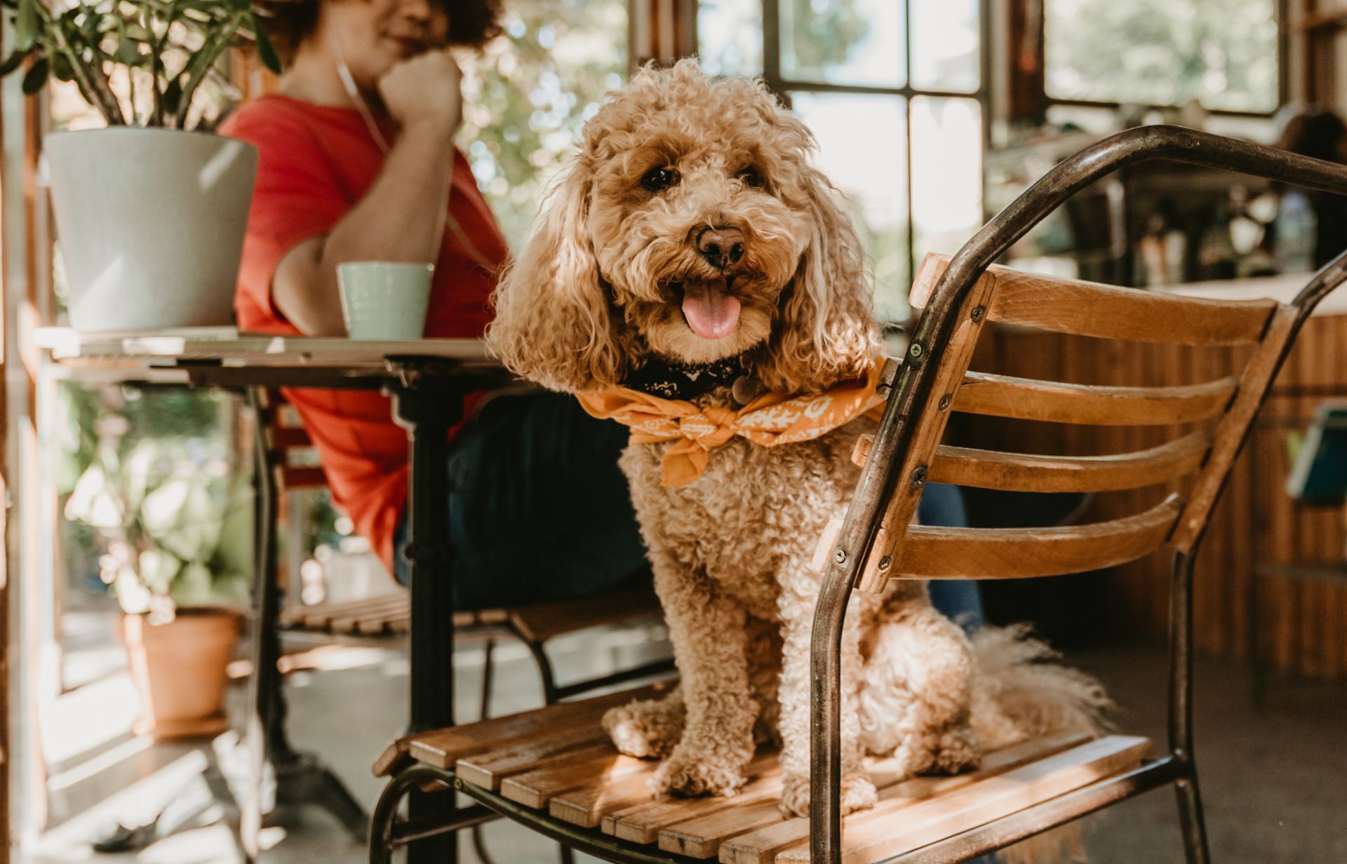 Amazing PetFriendly Restaurants In Singapore